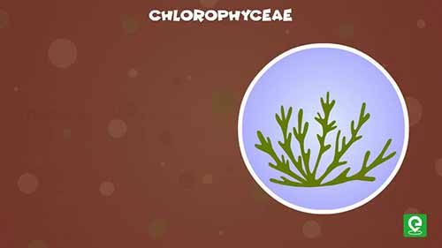 海藻的主要类别