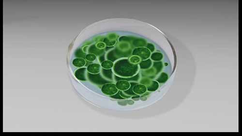 海藻转化为生物燃料