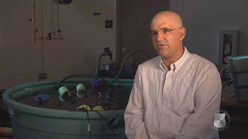 利用海洋微生物来发电