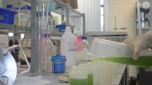 微藻采收冷冻干燥