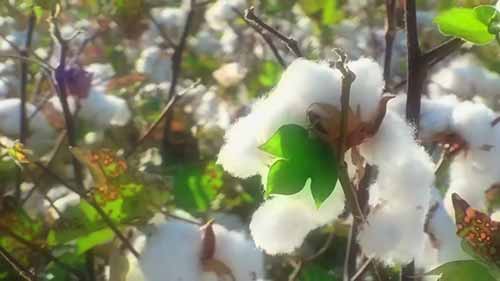 农业生物技术的经济效应
