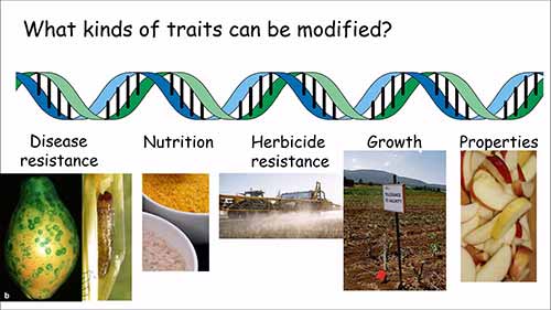 如何获取转基因植物