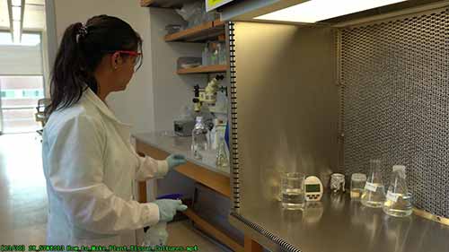 如何进行植物组织培养