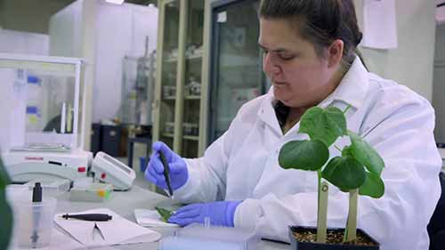 分子育种和基因组技术