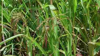 植物的选择育种