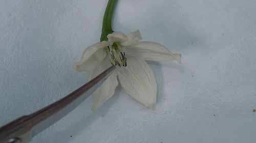 异花授粉杂交辣椒