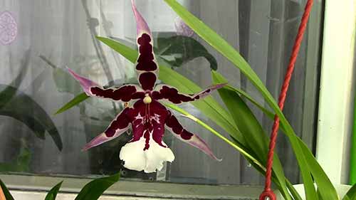 兰花的杂种优势