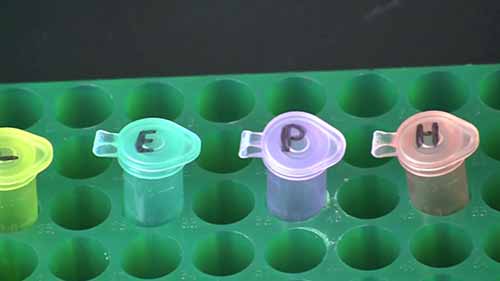 DNA的限制性酶切