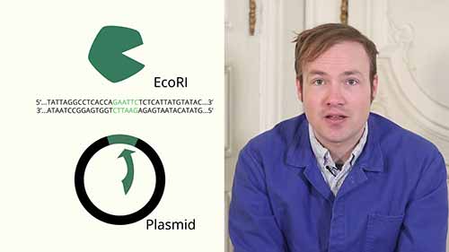 限制性内切酶克隆概述