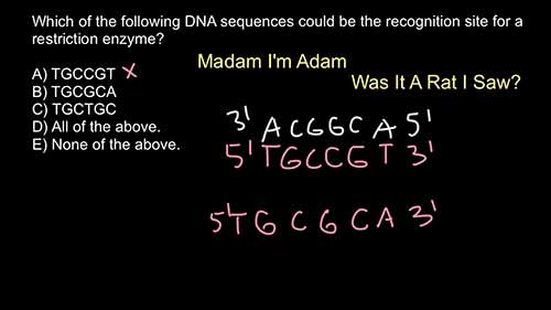 限制性内切酶的识别位点