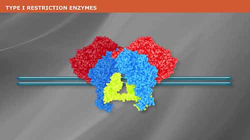 Ⅰ型限制性内切酶