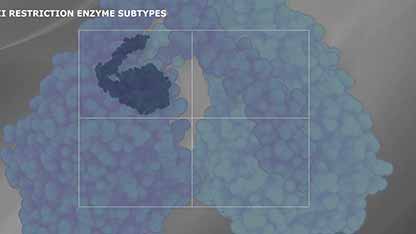 II型限制性内切酶