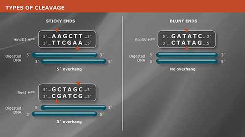 用限制性内切酶进行分子克隆