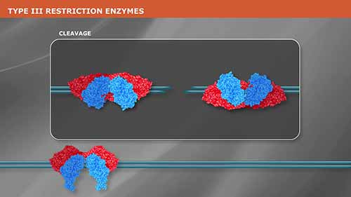 III型限制性内切酶