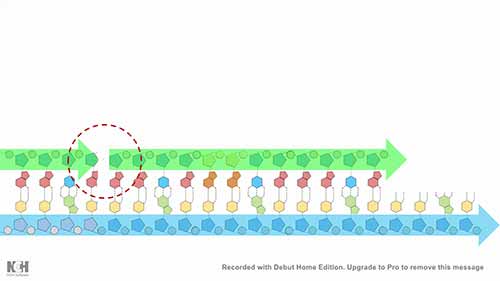 DNA连接酶的机制