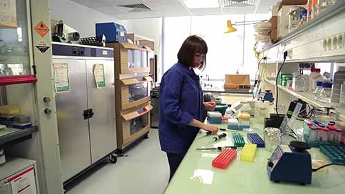 DNA片段的连接和转化