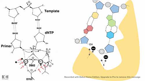 原核生物的DNA聚合酶特性及功能