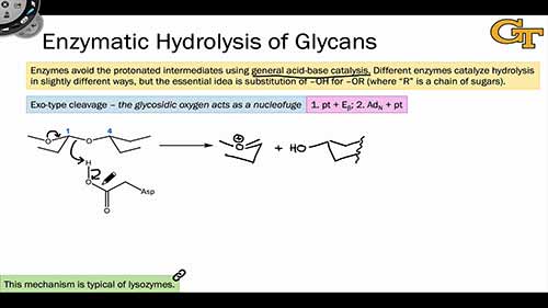 多糖的酶法水解