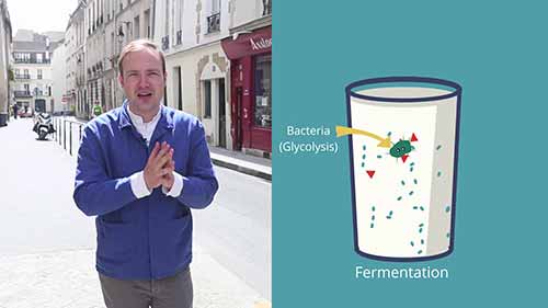 酸奶的发酵过程