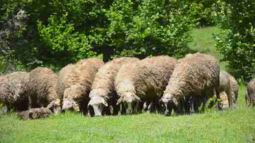 英格兰约克郡的羊毛纺织