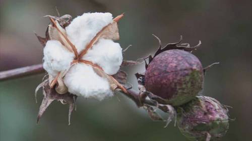 衣物面料的选择