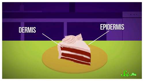 抗衰老面霜有效吗？