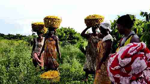 IFF-LMR的收获季：马达加斯加依兰