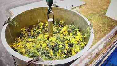 IFF-LMR的收获季：法国含羞草