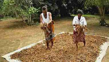 IFF-LMR的收获季：马达加斯加肉桂