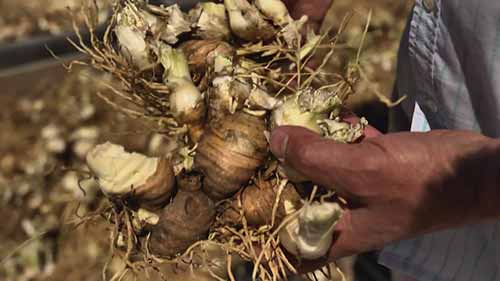 IFF-LMR的收获季：法国鸢尾草