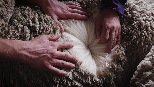 羊毛的生产和加工