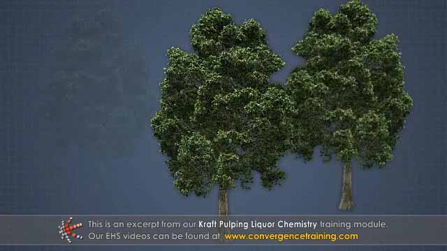 硫酸盐法制浆液化学