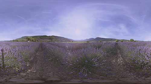 飞越薰衣草花田