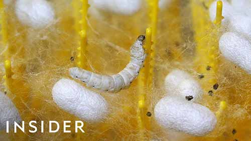 丝绸昂贵的原因