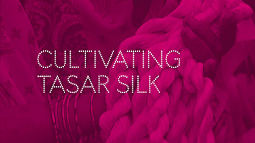 制造揭秘：柞蚕丝养殖