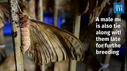 阿萨姆邦如何生产穆加丝绸？