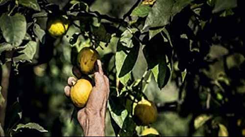 寻香之旅 2 卡拉布里亚佛手柑