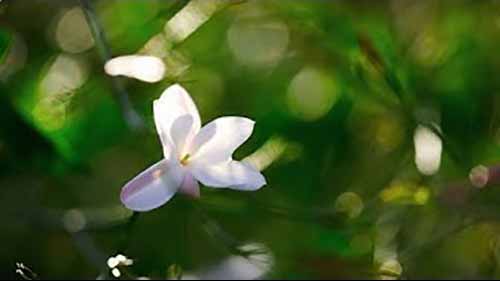 寻香之旅 4 格拉斯皇室茉莉