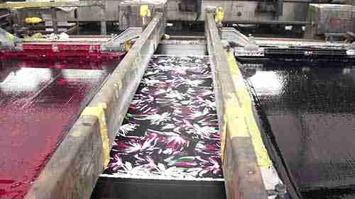 印花面料生产
