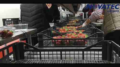 草莓分拣包装线