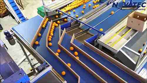 柑橘分拣包装线