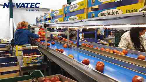 苹果分拣包装线