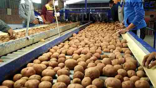 土豆分拣包装线