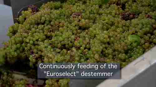 Europress光学分拣机