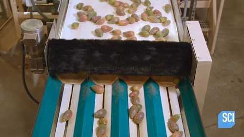 仙人掌果泥的制作过程