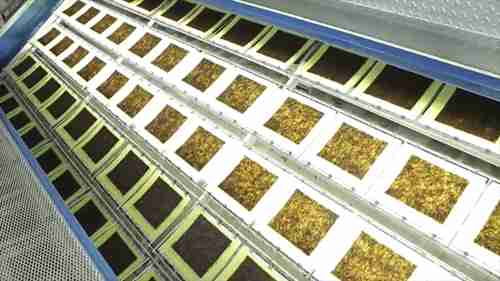 干紫菜的加工过程