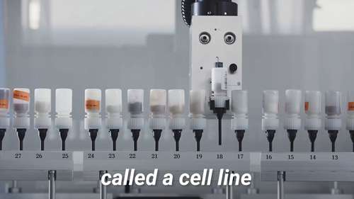 实验室培育的人造肉