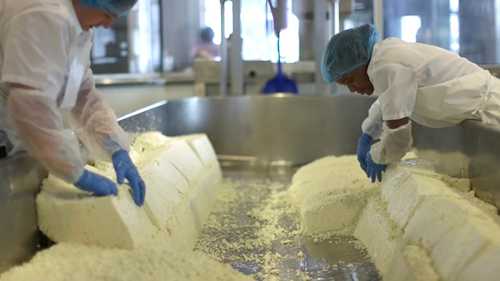 奶酪的生产工艺
