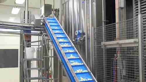 法国小贝勒奶酪的生产工艺