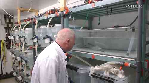 人造三文鱼肉会是鱼类的未来吗